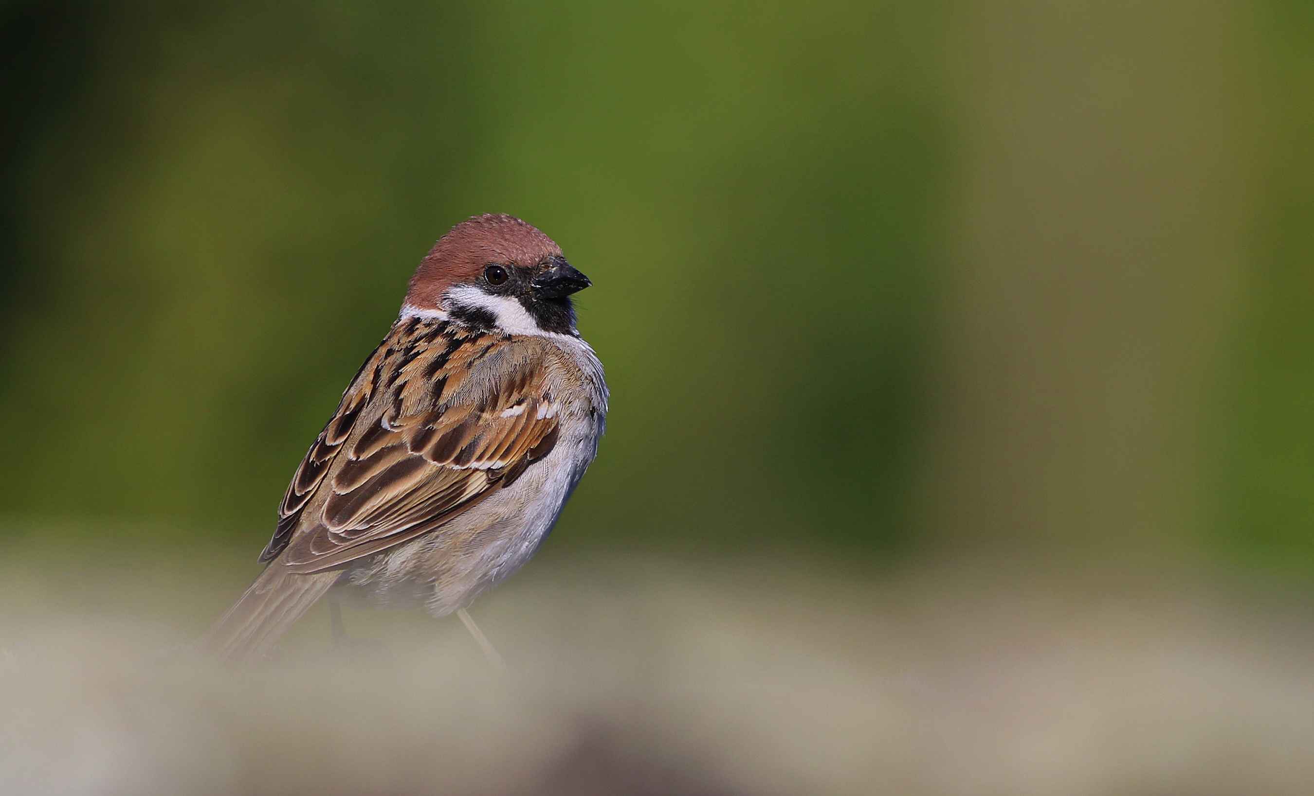 Eurasian Tree Sparrow